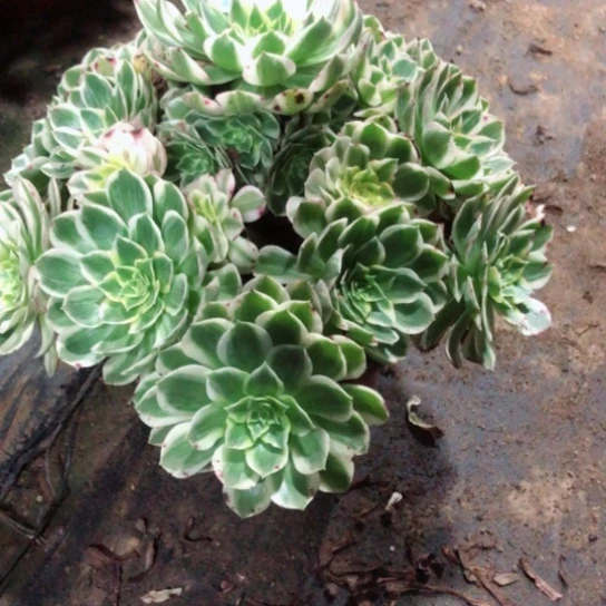 笑***6无花朵海鲜法师多肉植物098号