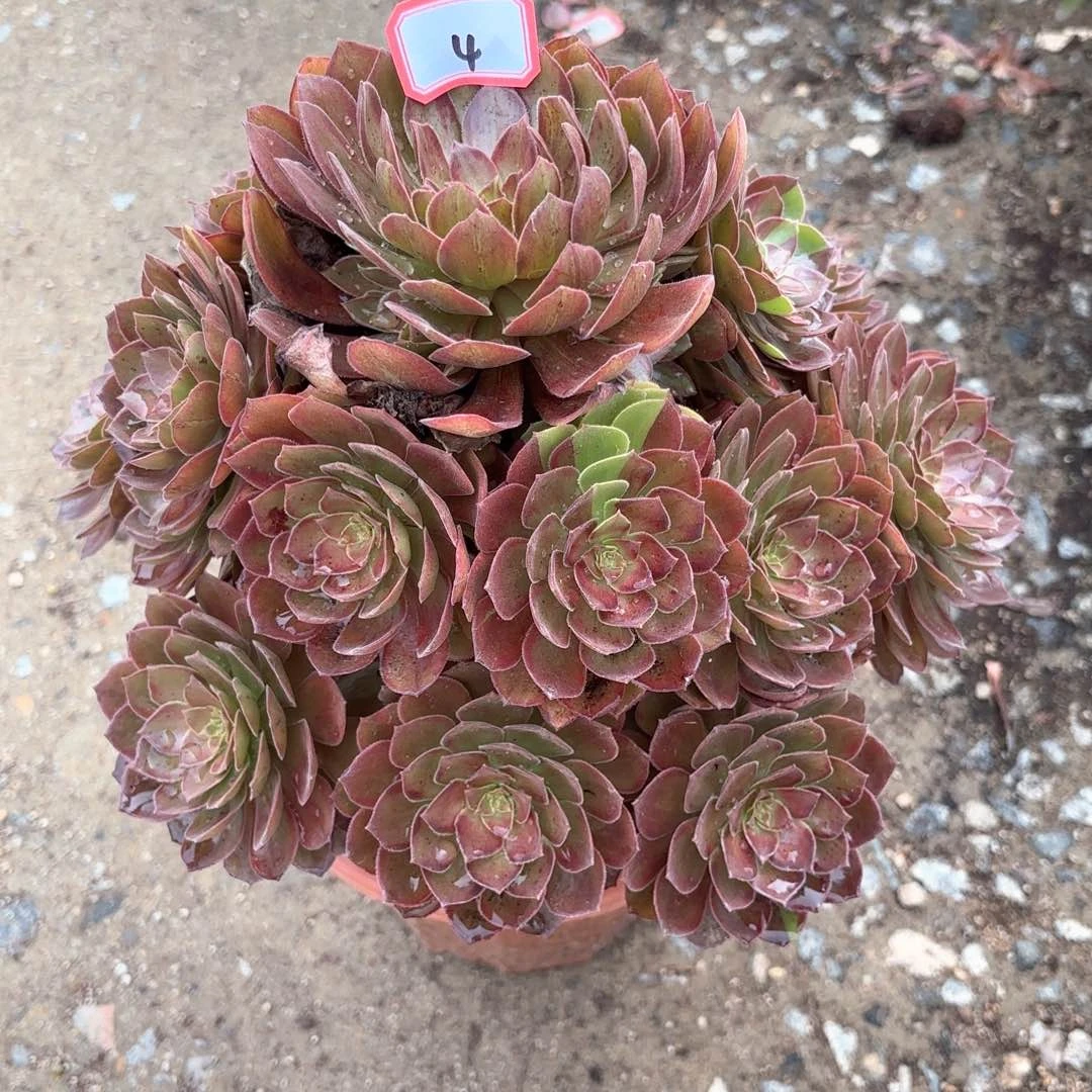 全部花朵4万灰多肉植物