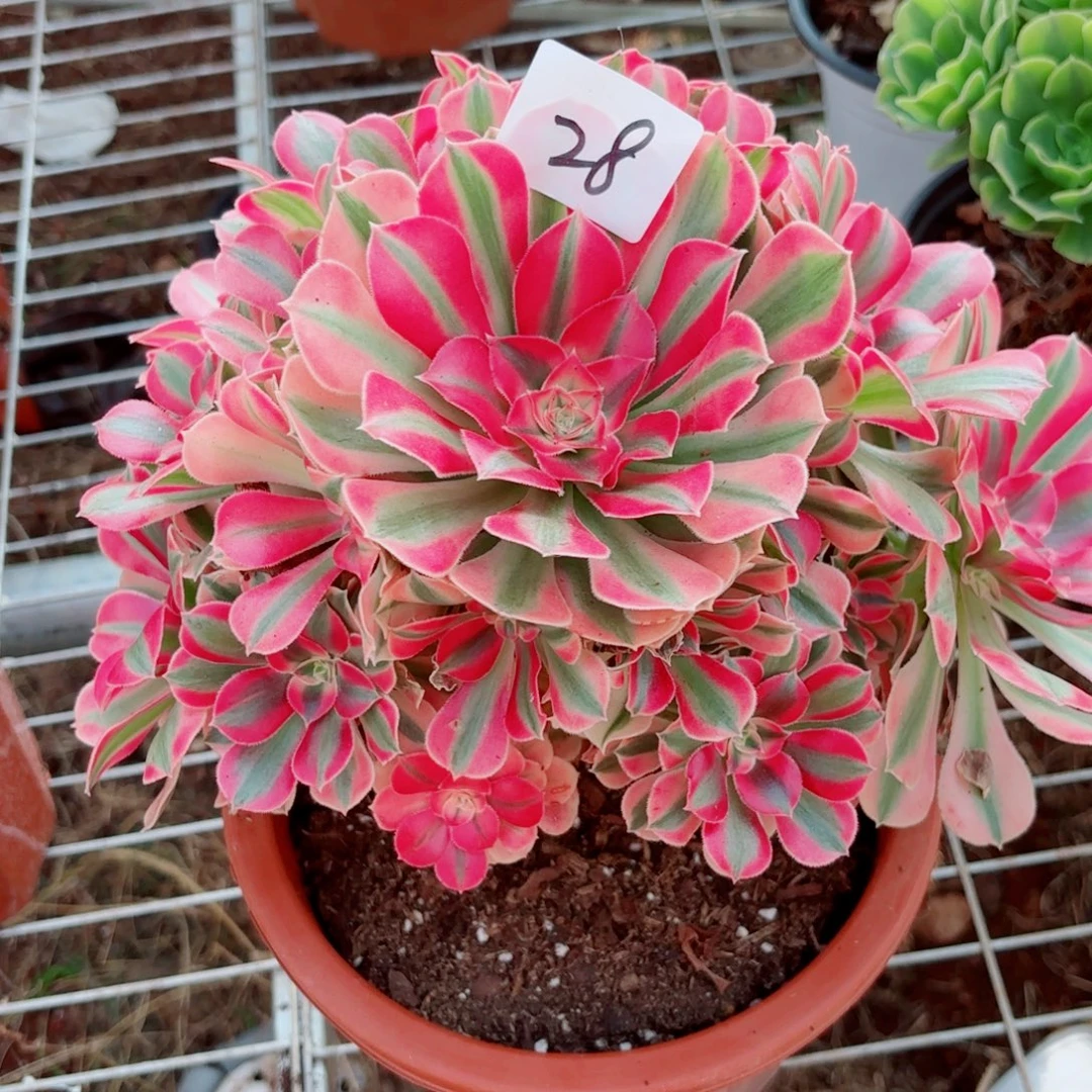 一物一拍多肉法师28