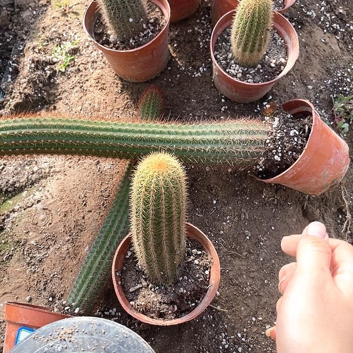 吴*谓自根金妞1颗