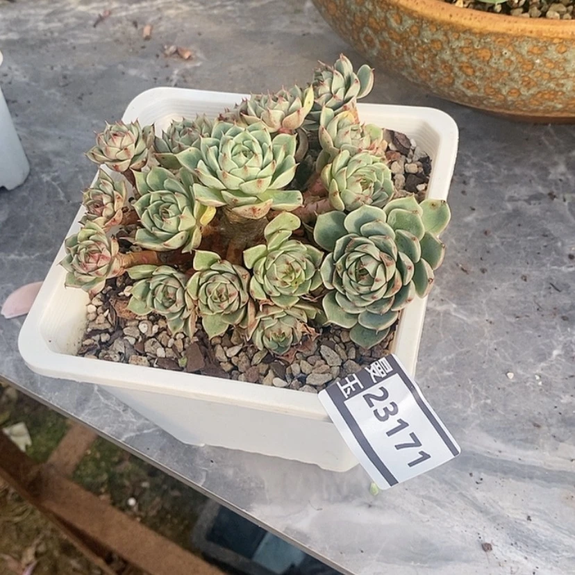 【闪购商品】笨吧23171