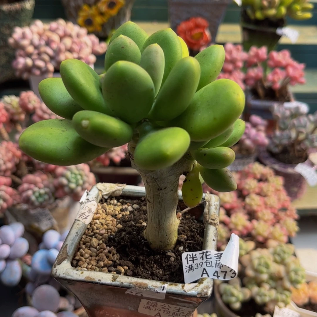 473芒果奶8cm多肉