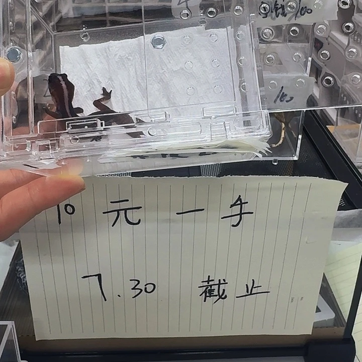 肥尾守宫奥无1111