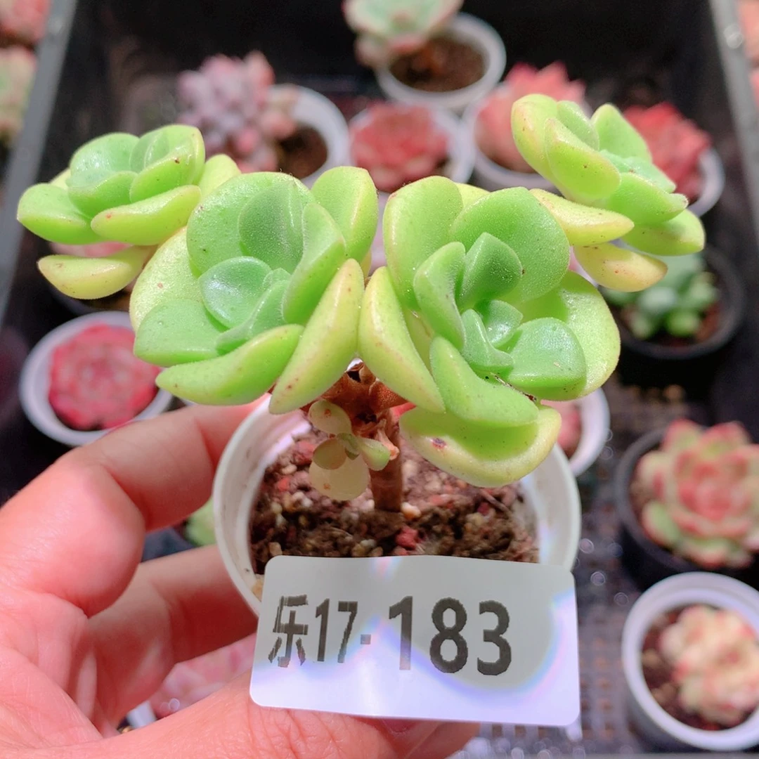 乐然17-183 百合丽丽