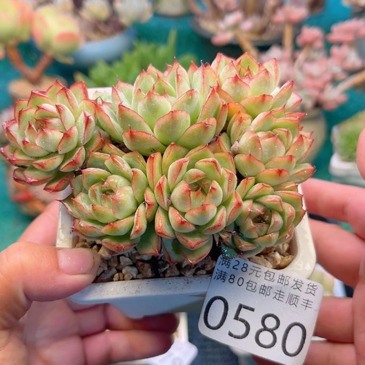 大0580；vxbxvcvvvbc