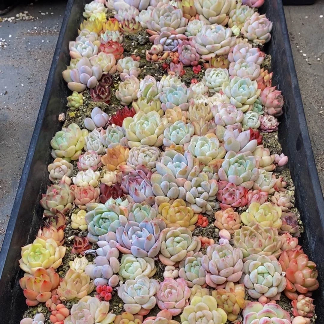417多肉植物保护研究所所长助理