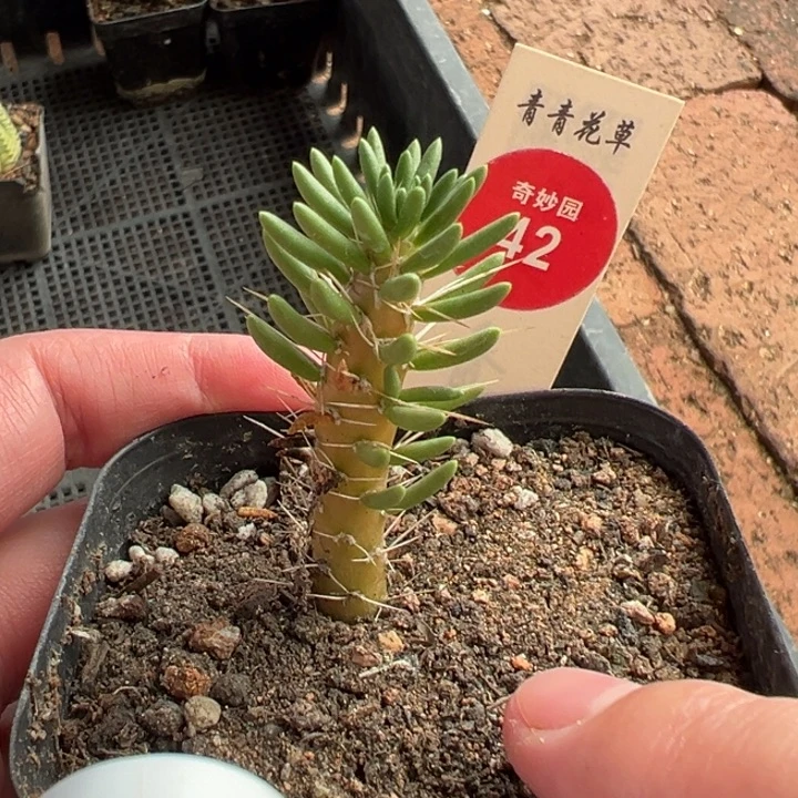 迪吹一棵仙人球36888558