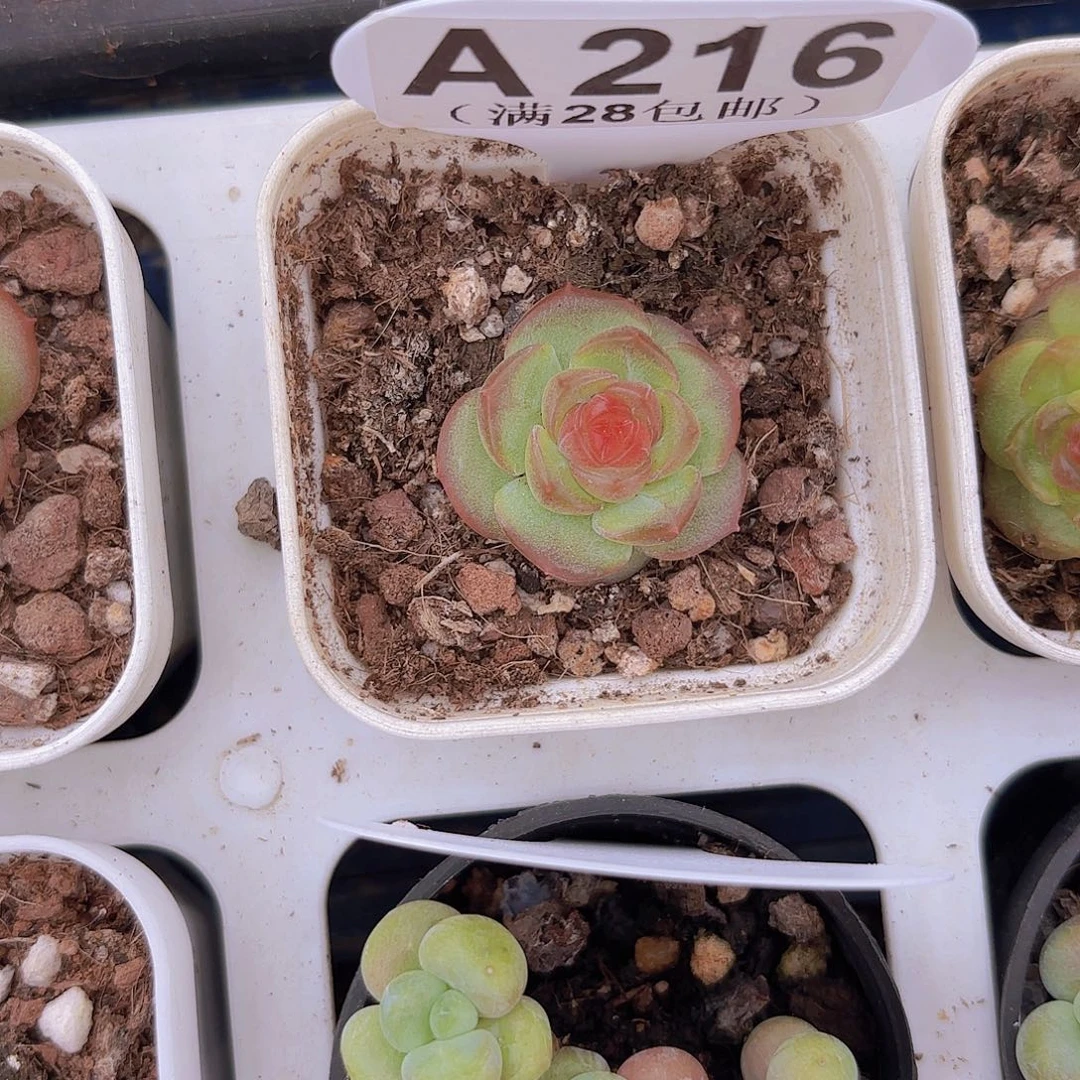 A216琴心一物一拍