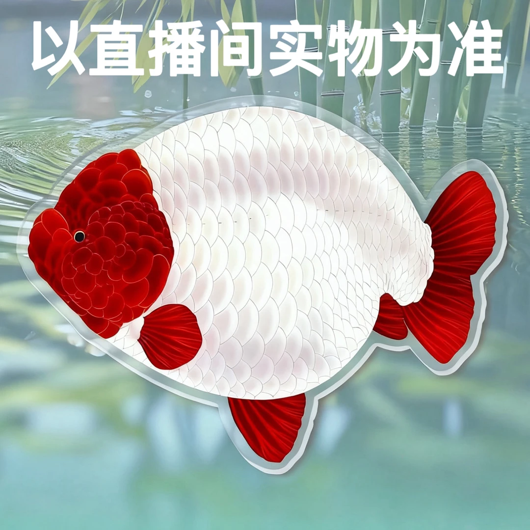 兰寿泰狮观赏鱼专拍
