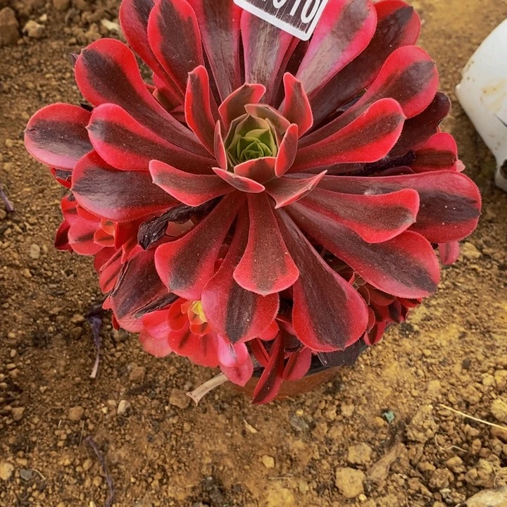 31010号红粉知己法师