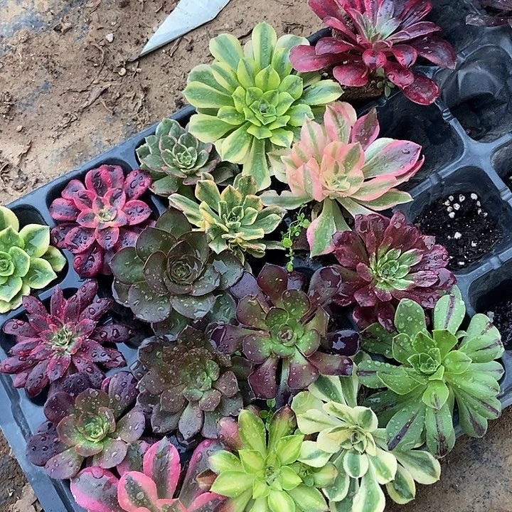 单头苗16送一 特价组合