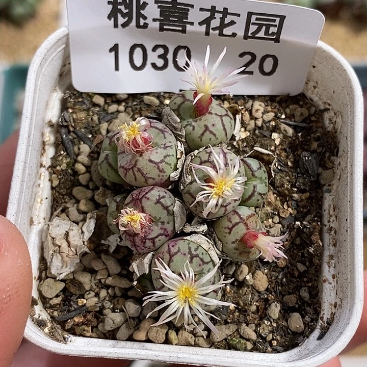 1030-20-清姬福利。