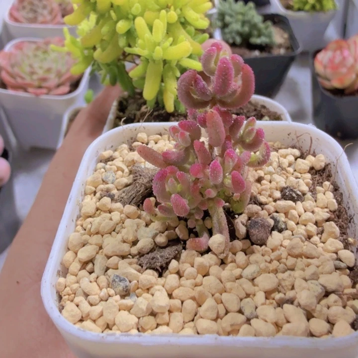 红宝石锦糖球锦王炸组会