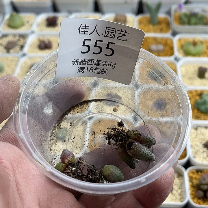 佳人园艺博览会555