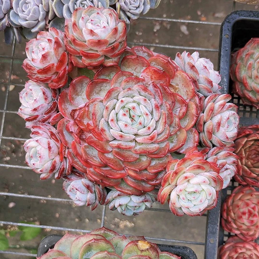 21公分海洋之心99899999