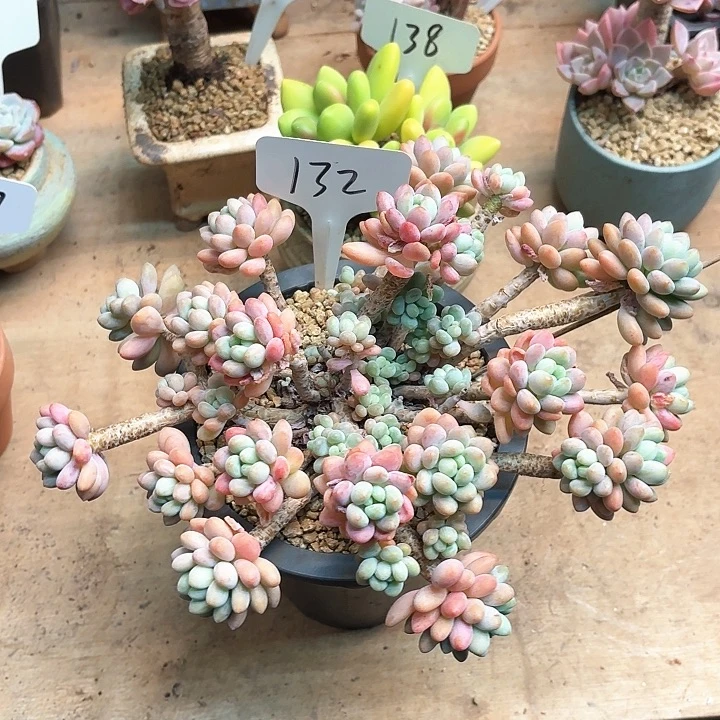 多肉植物，鱼子酱132号