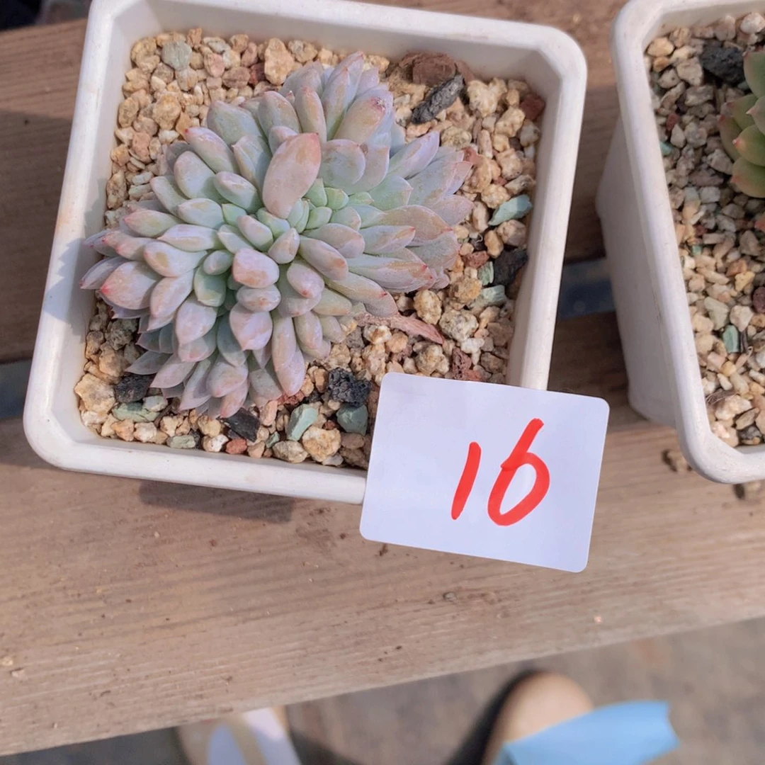 葵***酱橙梦露缀话多肉植物16