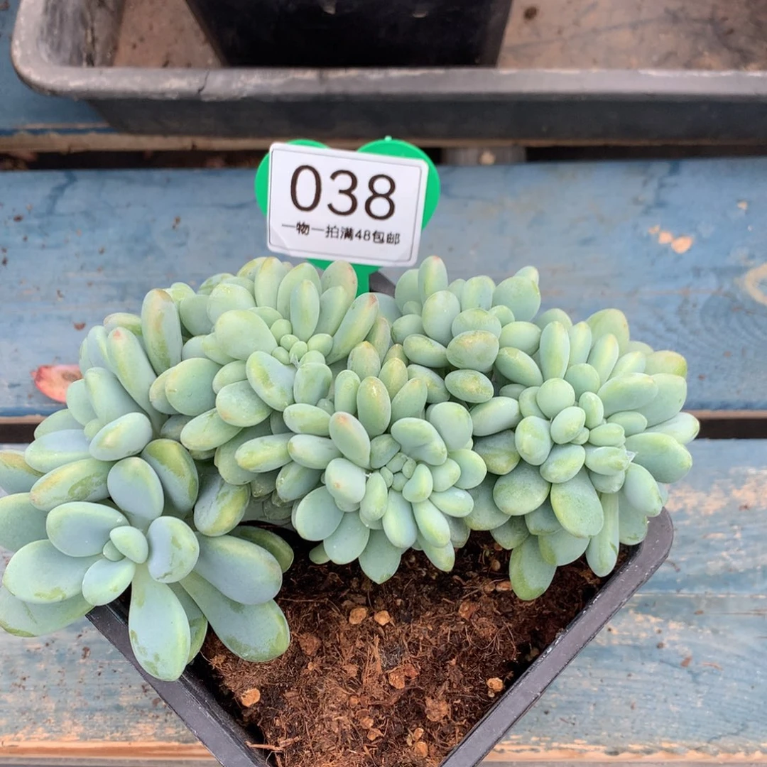 洛神缀化一物一拍038