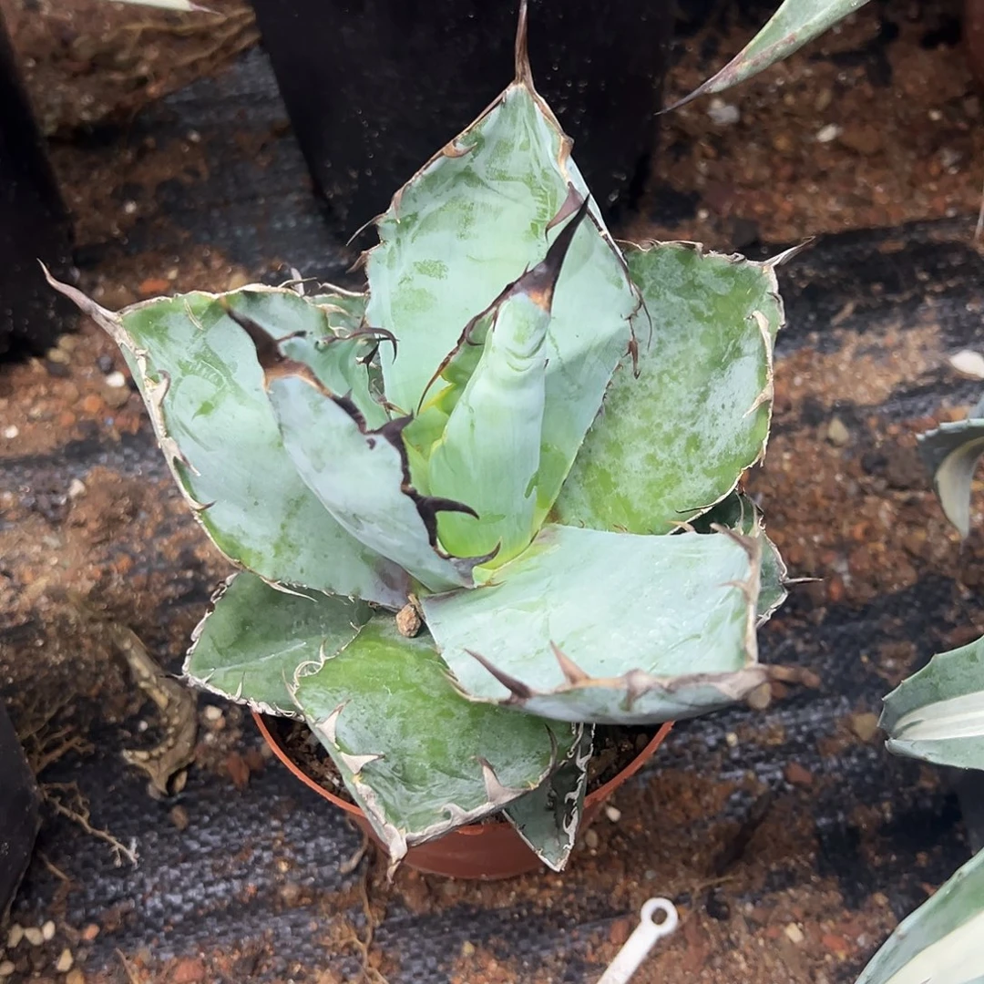 蓝鲸仁王冠龙舌兰