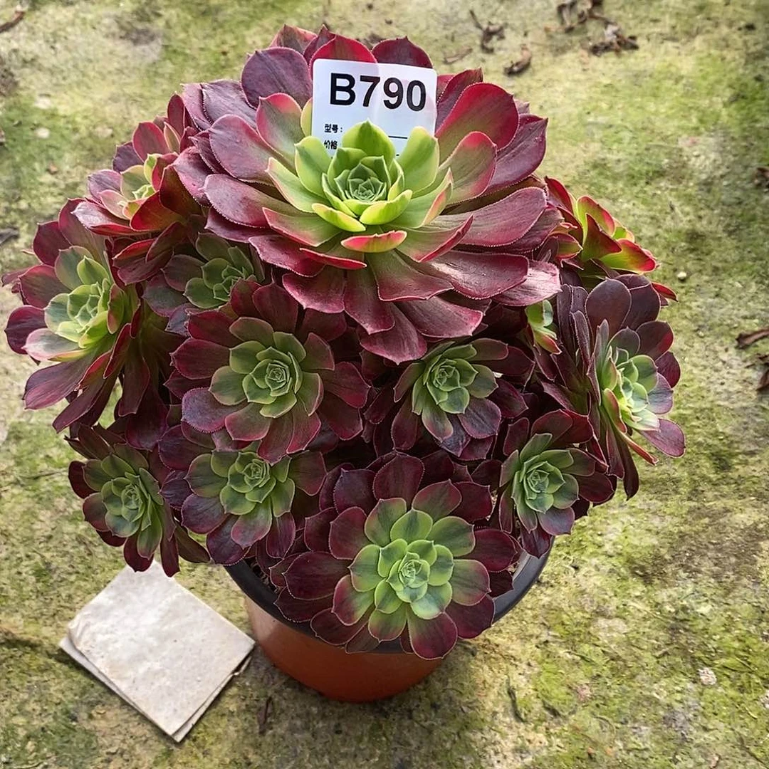 @***剧安娜多肉植物790