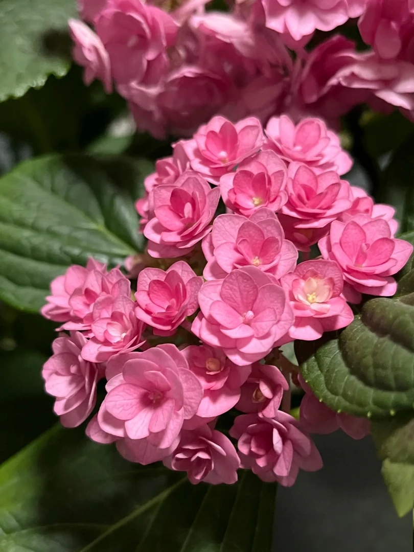 （太阳神殿)重瓣绣球花盆栽易爆花易成活