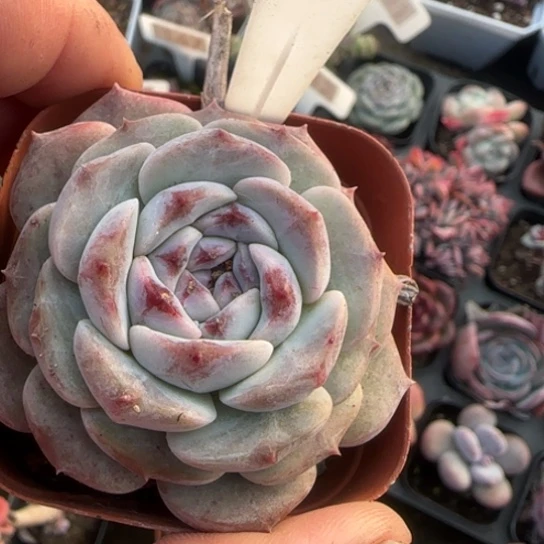 235纯爱多肉植物多