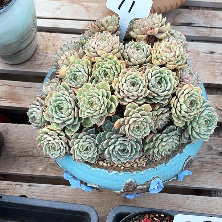 多肉植物，笨吧蒂斯71号