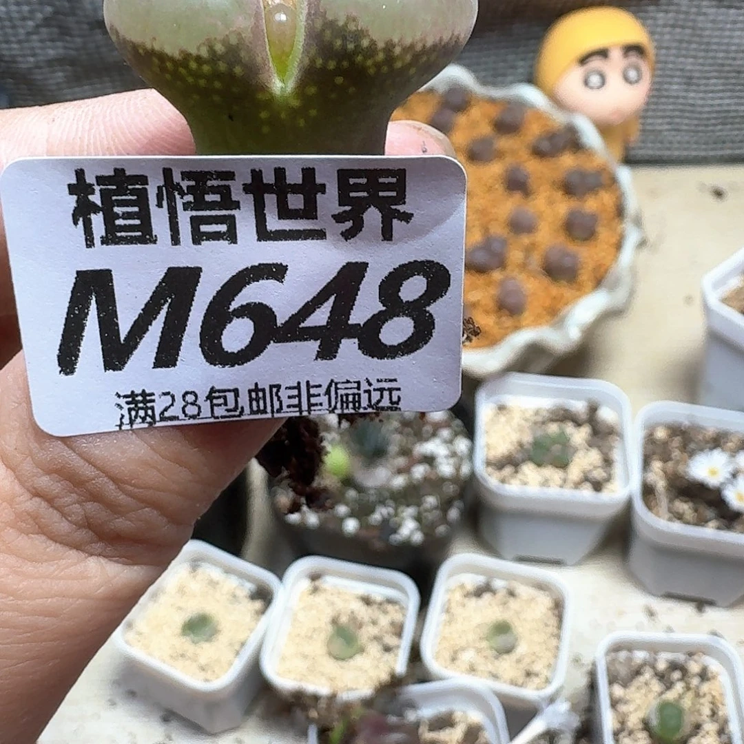 多肉植物的润泽地f