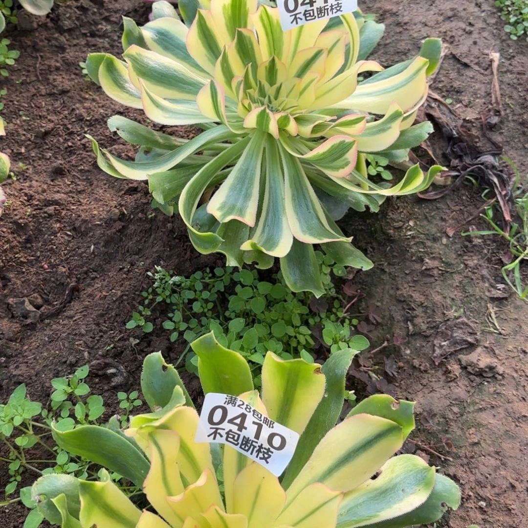 E. 412锦如云多肉，babe