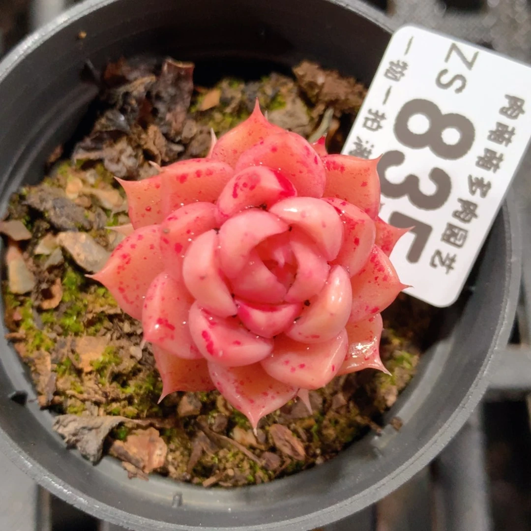 5CM拇指盆精控多肉ZS835