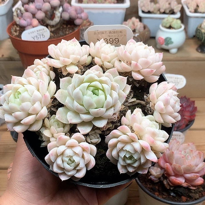 0399白月影16厘米
