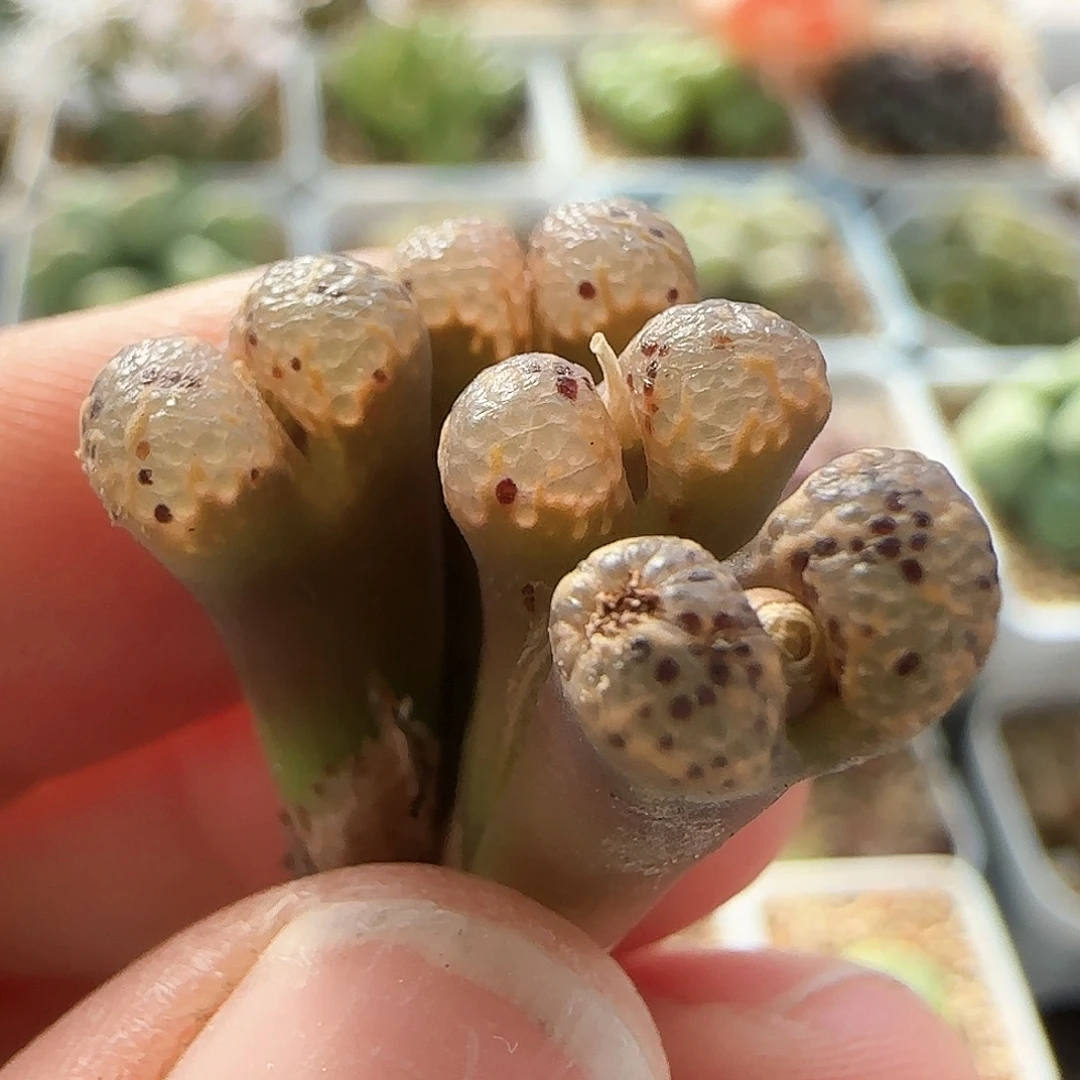 7268 大白多肉植物园