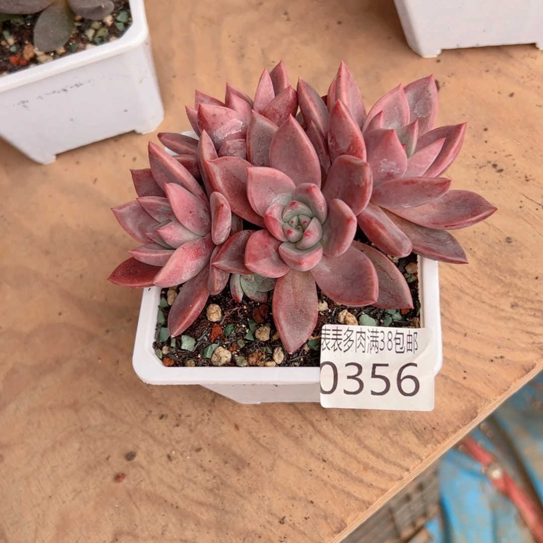 L***O无花朵多肉一物一拍植物0356