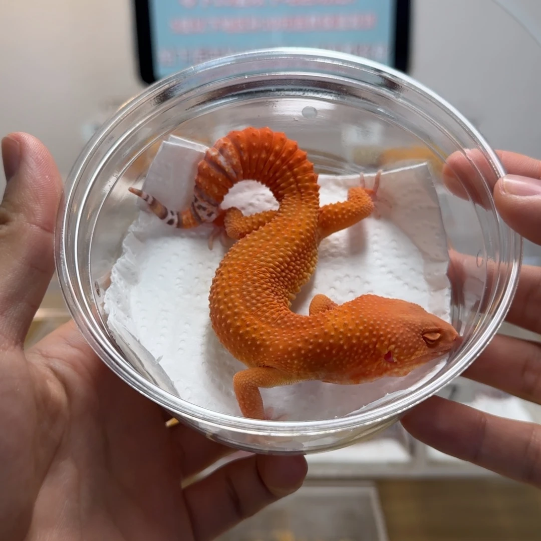 豹纹守宫血贝尔蜜桔弟弟