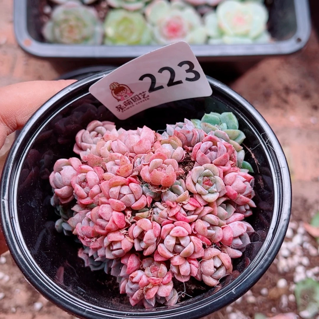 多肉植物多肉植物