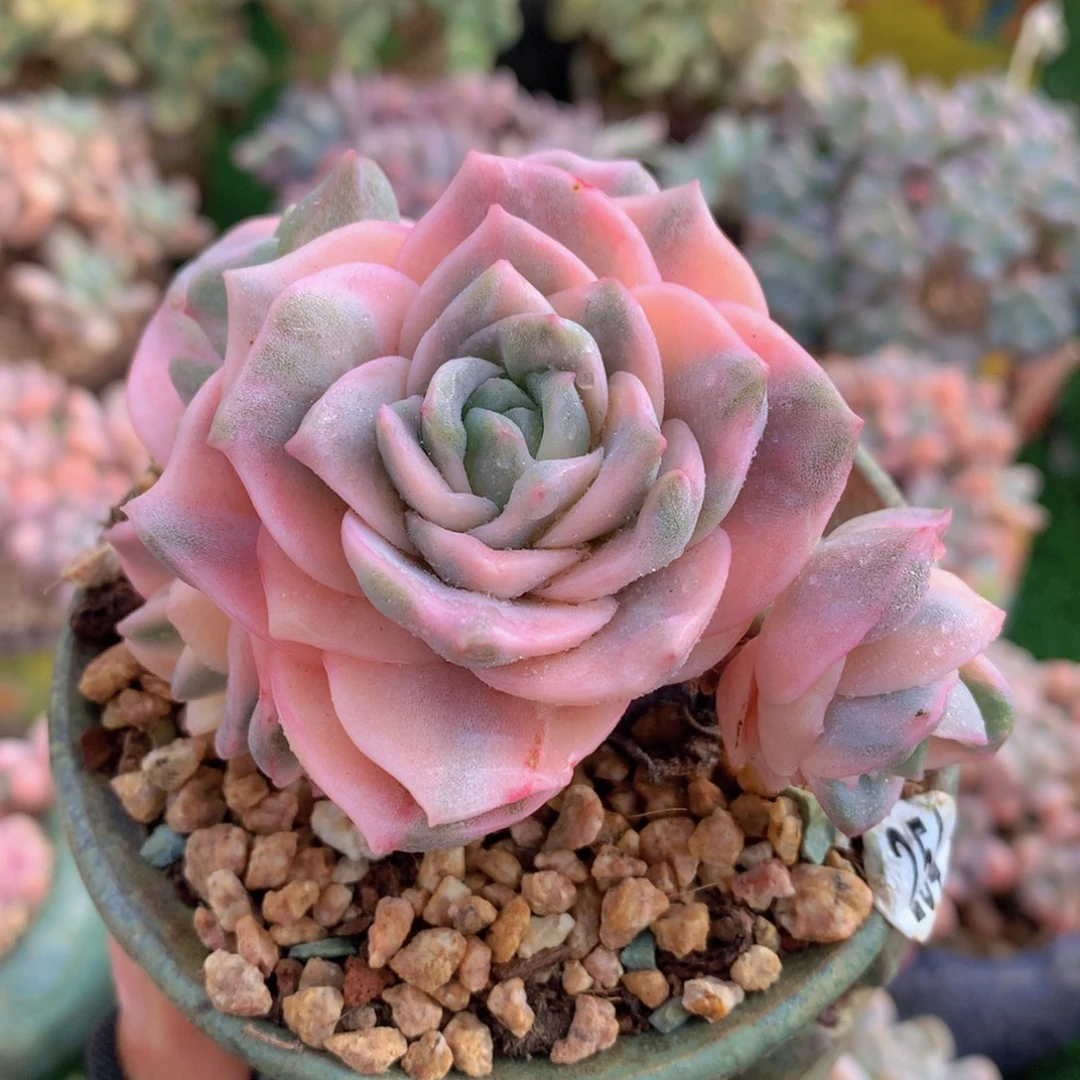 可爱玫瑰彩锦8 公分一物一拍