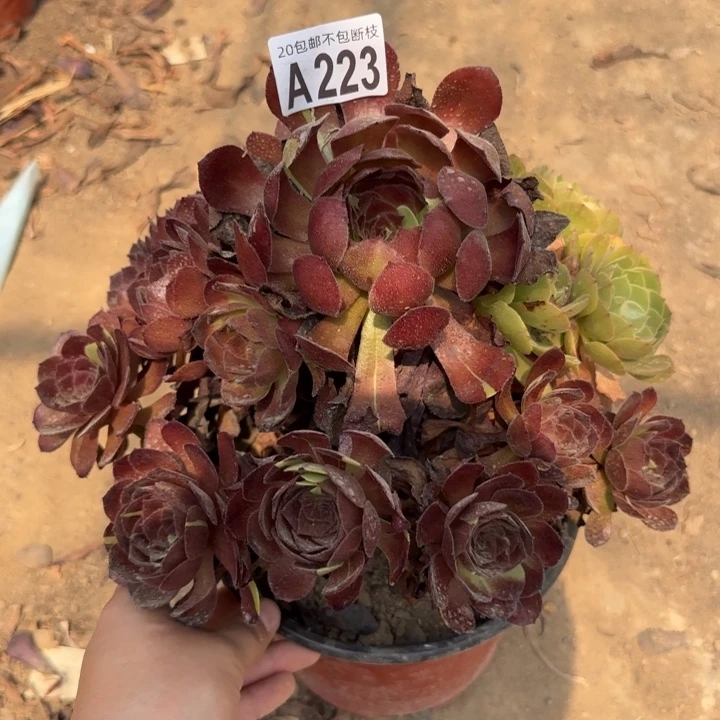 黑寡妇……多肉植物……