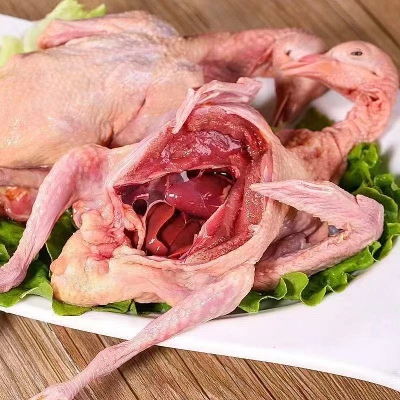 【6只包邮】新鲜宰杀鸽子肉 急冻锁鲜 顺丰包邮