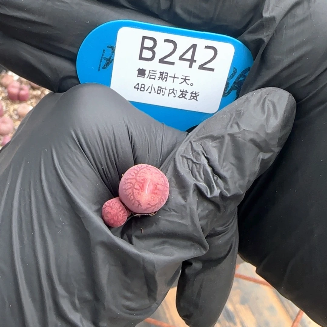 很***味福利。   242。
