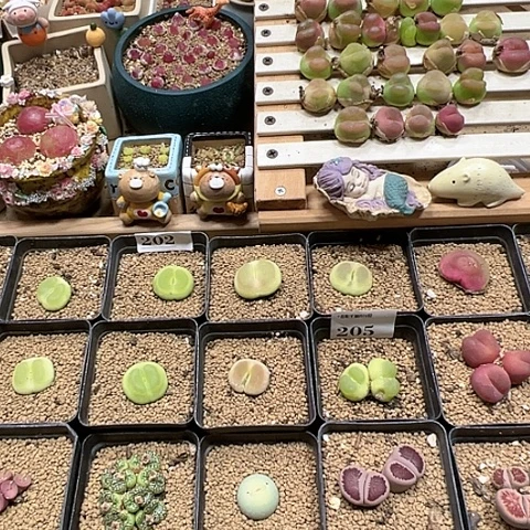 【闪购商品】少****s242补差价返15已改