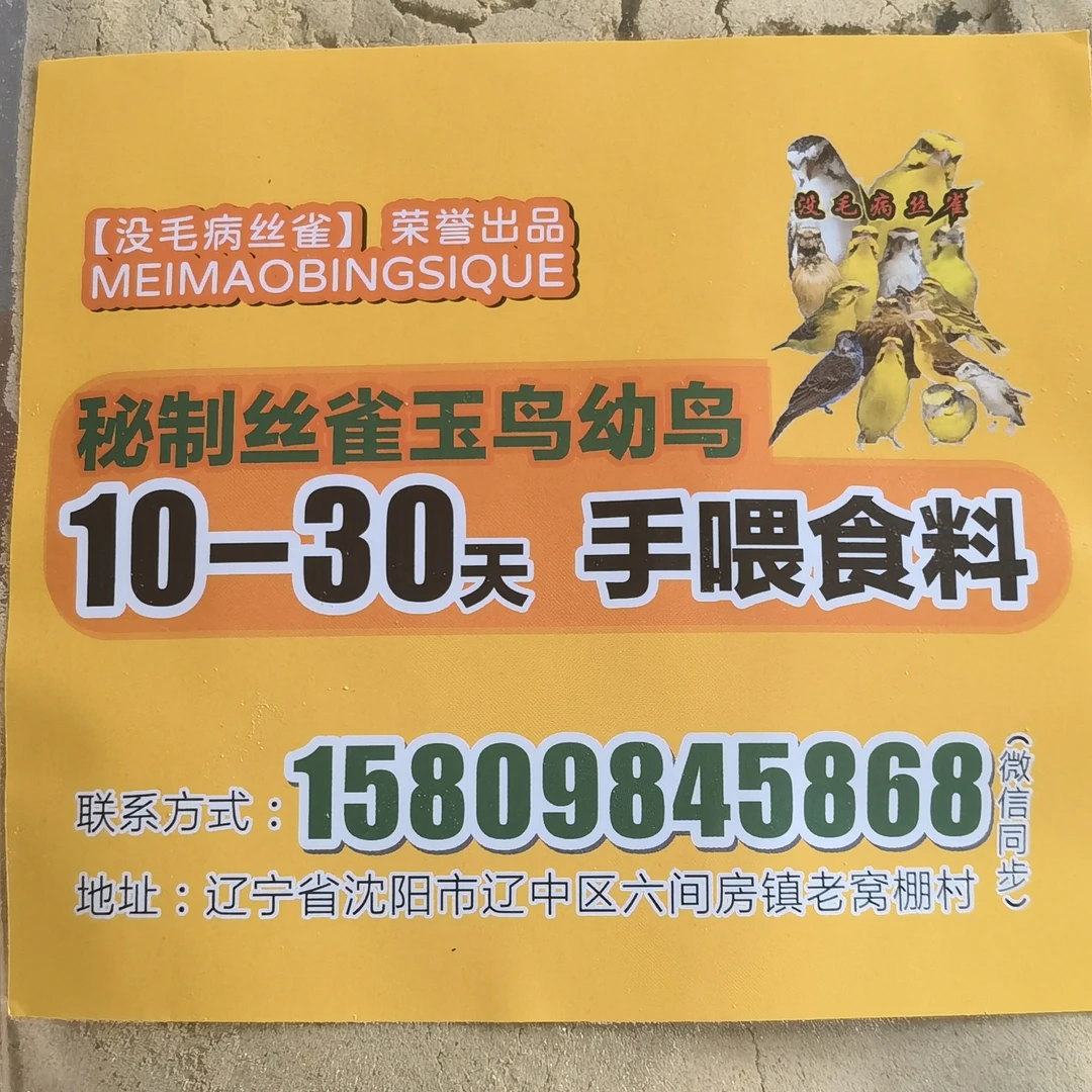丝雀，玉鸟10-30天手喂食