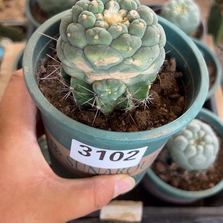 剑**缘皱疣侧芽一个3012号剑侠情缘