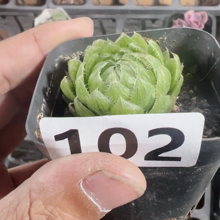水晶玉露精品多肉植物