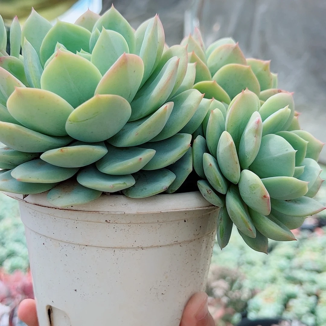 果冻恋曲韩国恋曲多头群生