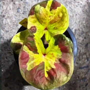 529-0611小黄人泰国发货