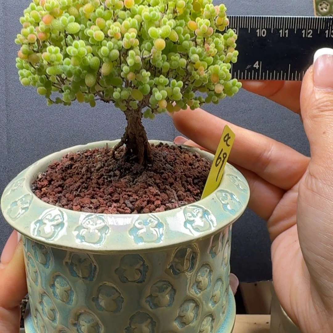 a69号蜜橘冠服9厘米左右带盆发