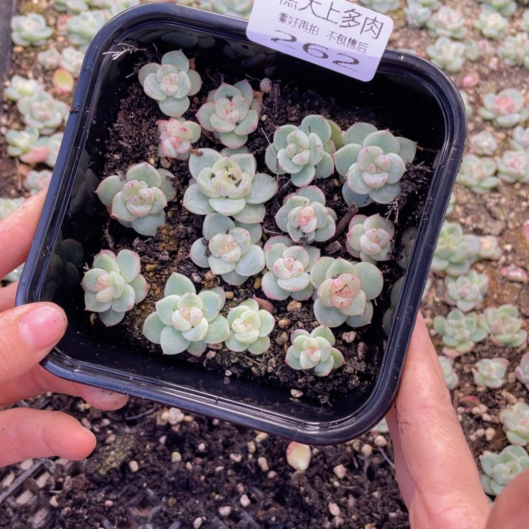 糕大上多肉植物262