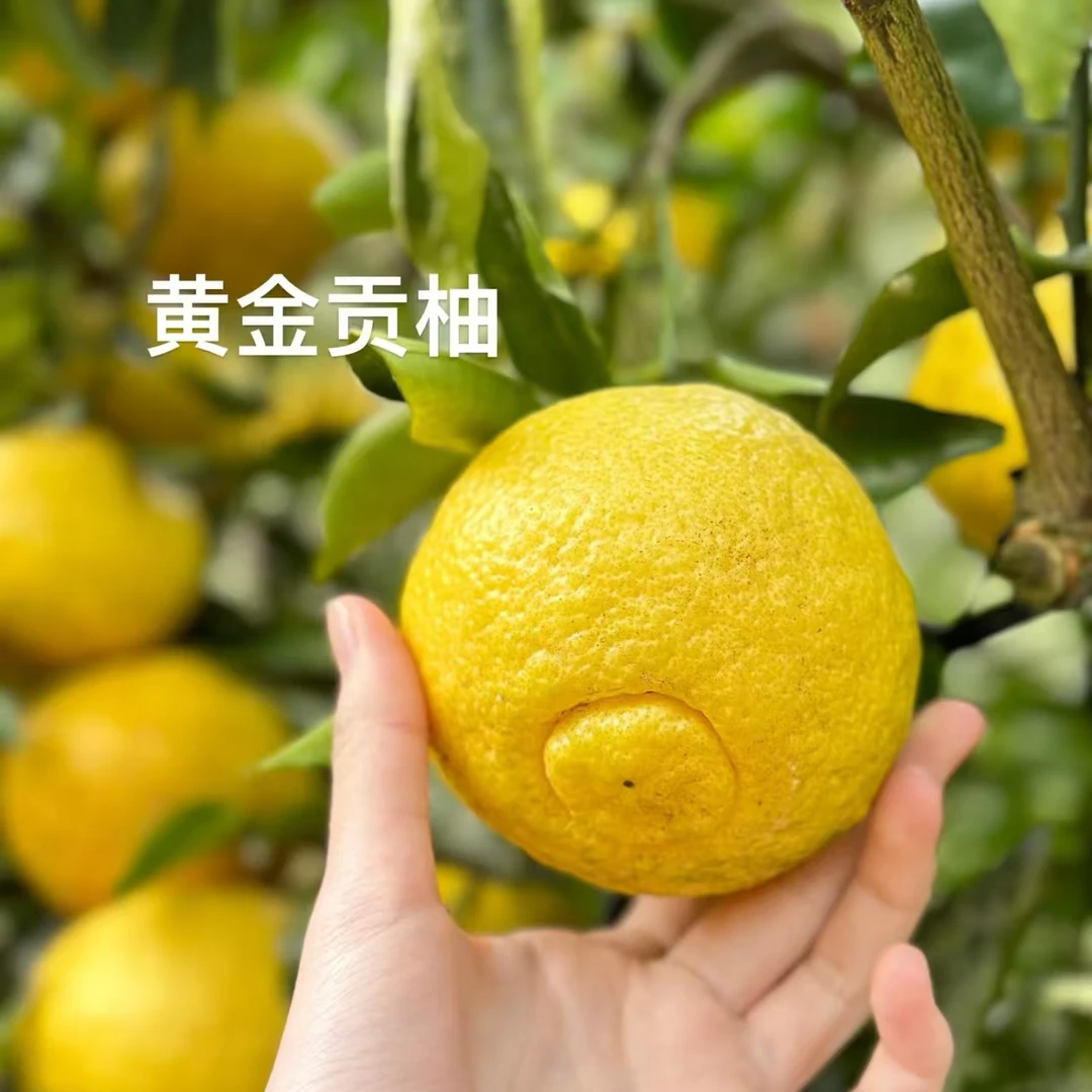 湖南麻阳本地黄金贡柚元宝柚新鲜水果清甜爆汁应季水果