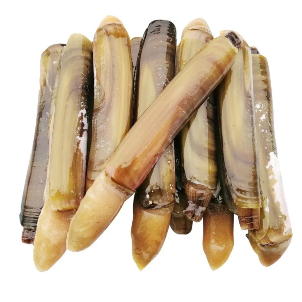 鲜活竹蛏/蛏子王500g蛏王肉大个去沙