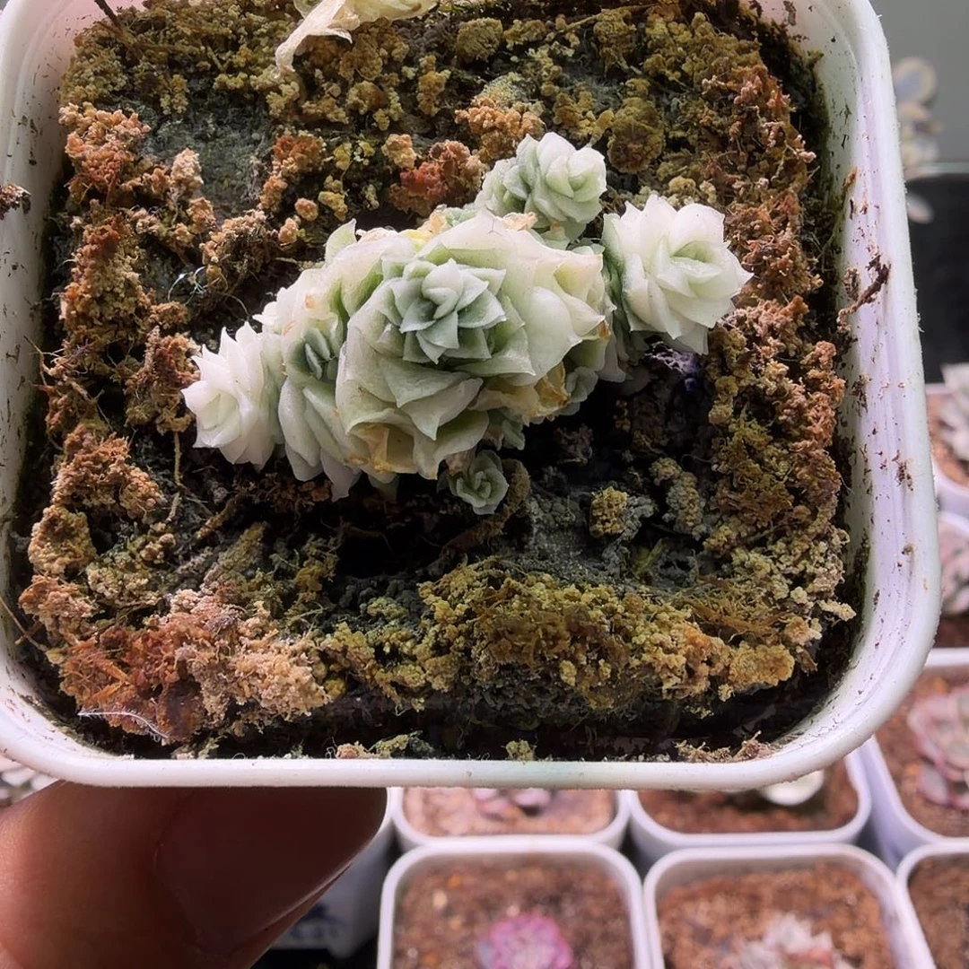 长***安专拍锦植物一物一拍